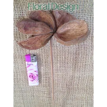 Land Lotus na stopce 10 ks natur