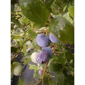 Sazenice Bonifacy 30-40 cm