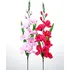 umělá květina Gladiola 2 ks světle růžová/tmavě růžová