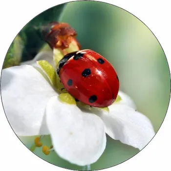 Jedlá dekorace na dort Jedlý papír beruška na bílém květu 19,5 cm