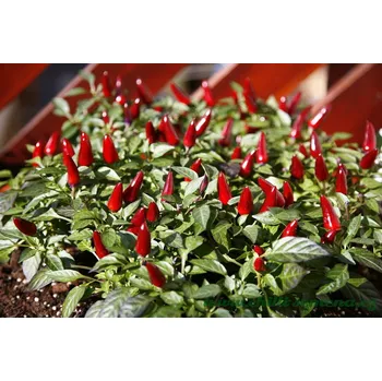 Semeno chilli-semena Royal Black