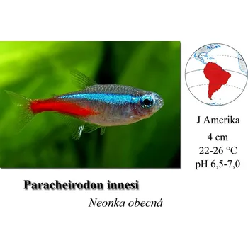 Neonka obecná / Paracheirodon innesi