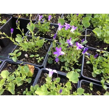 Zvonek na kolo Zvonek dalmatský