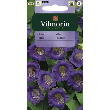 Semeno Vilec šplhavý (fialový)