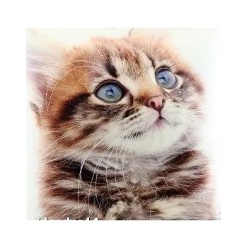 Polštář Polštářek fotopotisk kočka