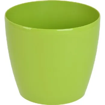 Orion Magnolia 12 cm