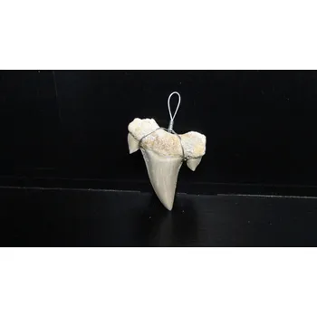 Přívěsek Přívěšek - fosilní žraločí zub cca 3 cm