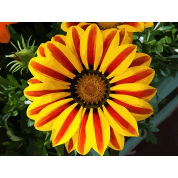 Gaira® Malování podle čísel Červeno-žlutý květ M992295