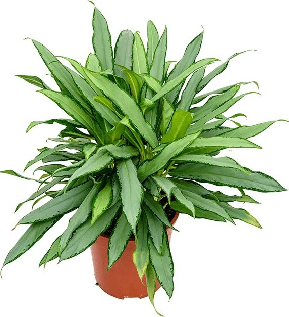Aglaonema White lance 24x55cm - Do interiéru