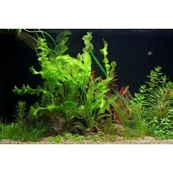 Dekorace do akvária Aponogeton ulvaceus (Hlíza Ø 2,5 cm)