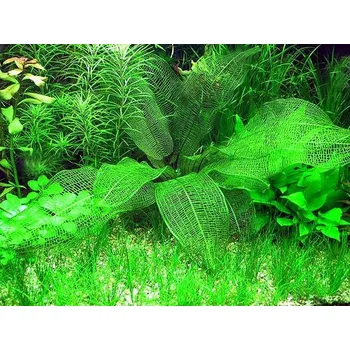 Akvaristika Aponegeton Madagascar (Košíček Ø 5,5 cm)