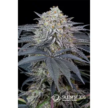 Semeno Silent Seeds Watermelon Runtz feminized