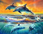 Figured'Art Skákající delfíni 40 x 50 cm