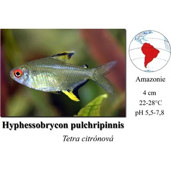 Dekorace do akvária Tetra citrónová / Hyphessobrycon pulchripinis