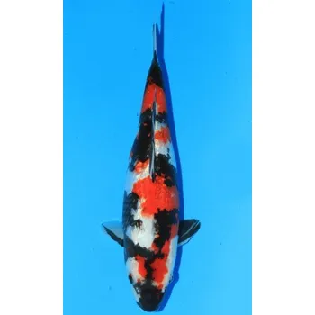 Krmivo pro rybičky SHQ Gin Rin Showa Sanshoku JK 50412-45