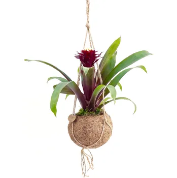 Guzmania mix (S) Guzmánie