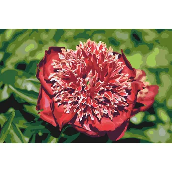 Malování podle čísel - Pivoňka - něžná kráska Velikost: 40x60cm, Rámování: Pouze srolované plátno