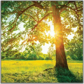 Obraz Malvis ® Obraz Strom v ranním slunci Velikost: čtverec - 30x30 cm