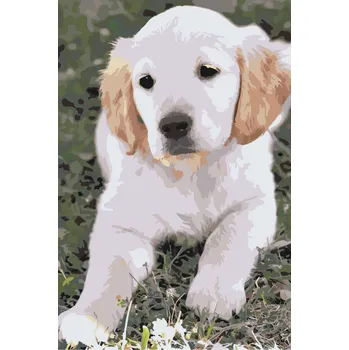 Malování podle čísel - Štěně labradora Velikost: 40x60cm, Rámování: Pouze srolované plátno