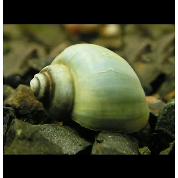 Sazenice Plž Ampulária modrá - Ampullaria australis