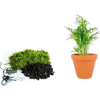 Gardners Kokedama "Vyrob si sám" Chamaedorea elegans (L) Chamedorea sličná, Palma horská, Oštěpuška nádherná