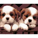 Zuty Malování podle čísel bílohnědá…