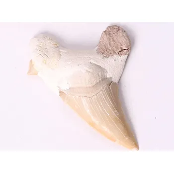 Magieprirody.cz Fosilie žraločí zub velký 6 cm #213