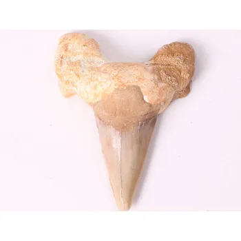 Magieprirody.cz Fosilie žraločí zub velký 6 cm #336