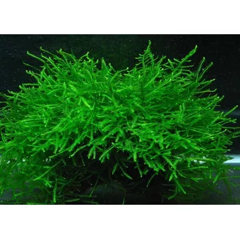 Akvaristika Vesicularia dubyana (Singapore) ( Kelímek Ø 11,5 cm)