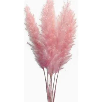Sušená tráva Pampas pink, 3 ks, 100 -115 cm, růžová