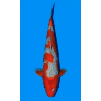 Krmivo pro rybičky Goshiki JK 20180554