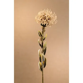 umělá květina Paramit DRY SMALL PROTEA Aranžovací květina krémová 61 cm