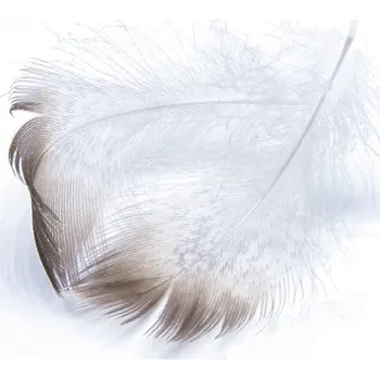 Peří z kapes kačera