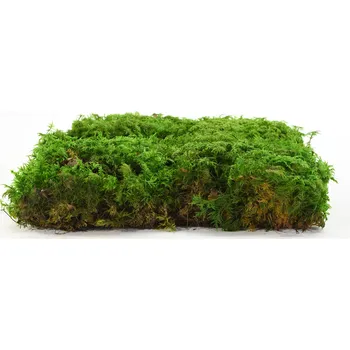 umělá květina Stabilizovaný kapradinový mech (Fern Moss) / Zelený - 100 g Preserved Fern Moss - Green