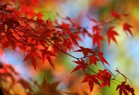 Weblux Japonský červený javor na podzim 145 x 100 cm