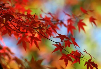 Fototapeta Weblux Japonský červený javor na podzim 145 x 100 cm