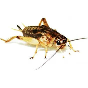 Krmivo pro rybičky Cvrček banánový 1 l