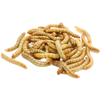 Teraristika Mouční červi Balení: 1 dcl