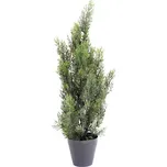 Vert Espace Cypřiš tmavý v květináči 60…