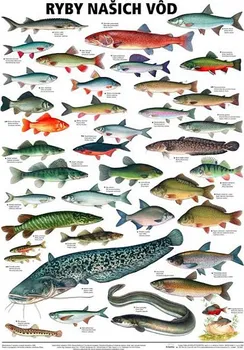 Plakát Nakladatelství Scientia Ryby našich vod 96 x 67 cm