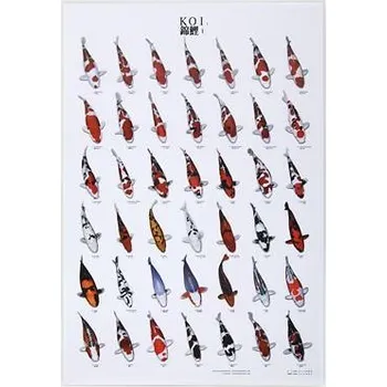 Plakát Plakát Koi č.1 laminovaný A4
