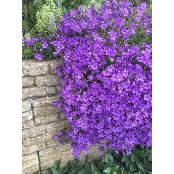 Sazenice Campanula portenschlagiana