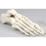 3B Scientific 4004.1000073 kostra…