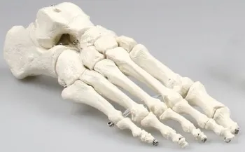 anatomický model 3B Scientific 4004.1000073 kostra chodidla levá