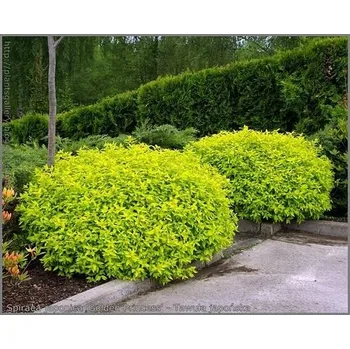 Sazenice SPIRAEA JAPONICA Golden Princess 15–20 K2