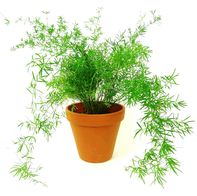 Asparagus Sprengeri - Buy Asparagus Fern Annuals Online