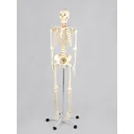 Kostra skelet model 181 cm 9 kg