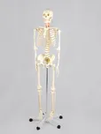 Kostra skelet model 181 cm 9 kg