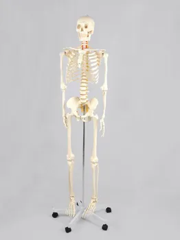 Kostra skelet model 181 cm 9 kg