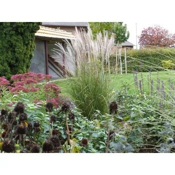 Miscanthus sinensis 'Kleine Silberspinne' C3L